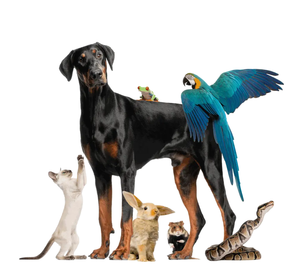 Mascotas Mascotas