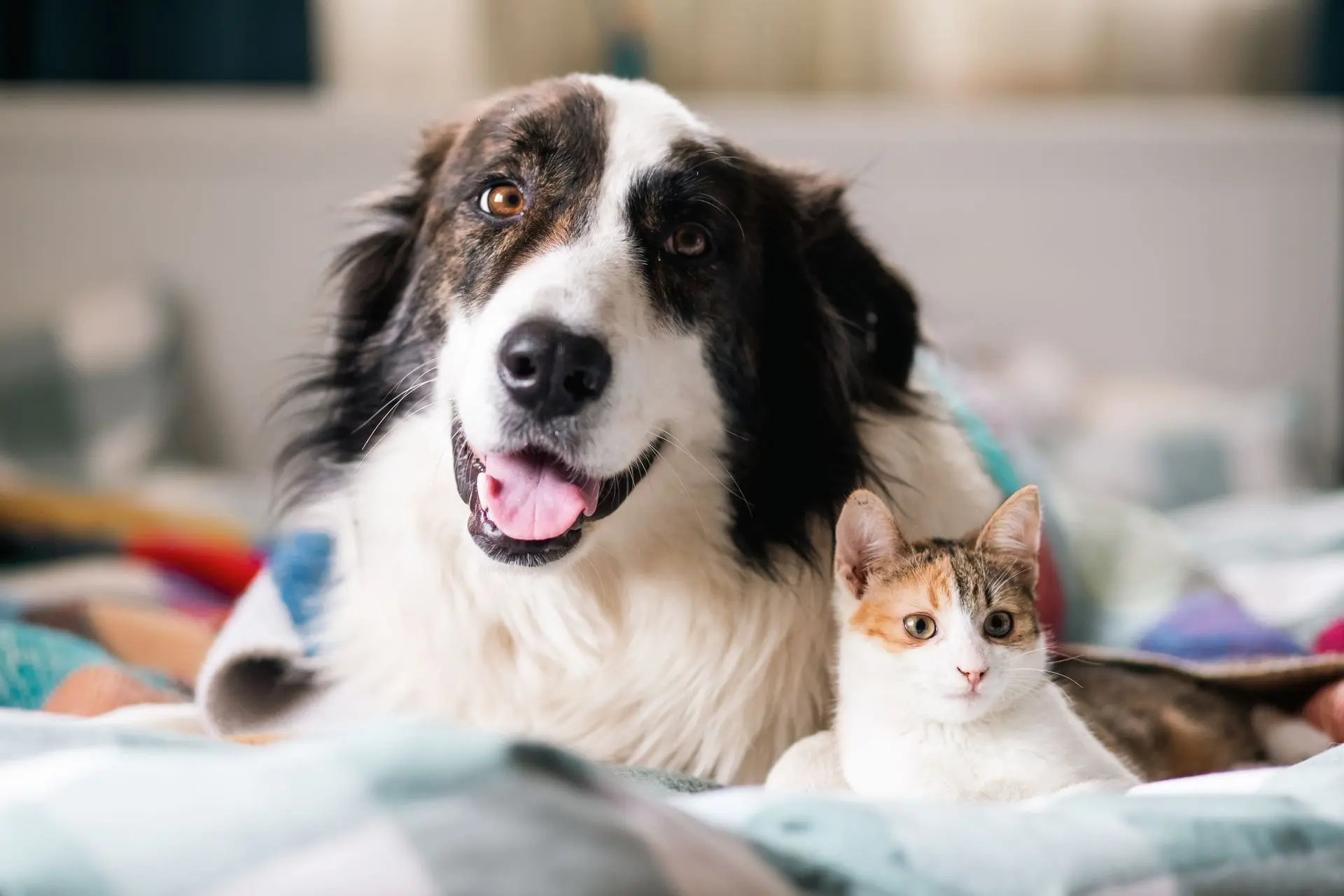 Mascotas, perro y gato sorriendo