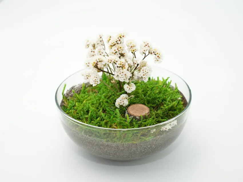 Urna para mascotas de cristal "Flor perpetua" Blanche