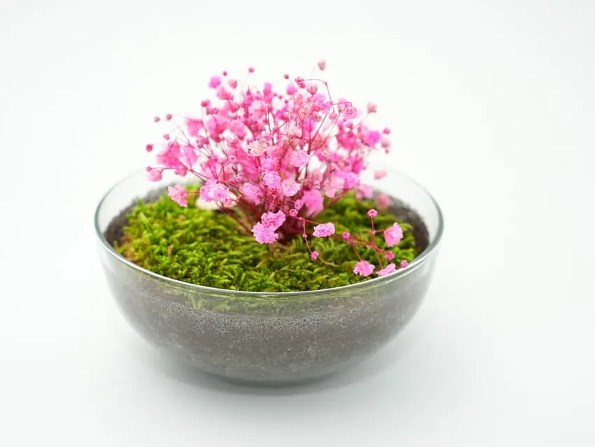 Urna para mascotas de cristal "Flor perpetua" Rosé